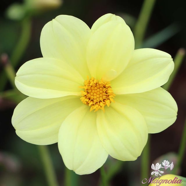 Yellow Sneezy