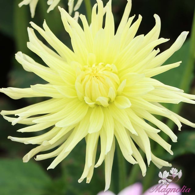 Yellow Star