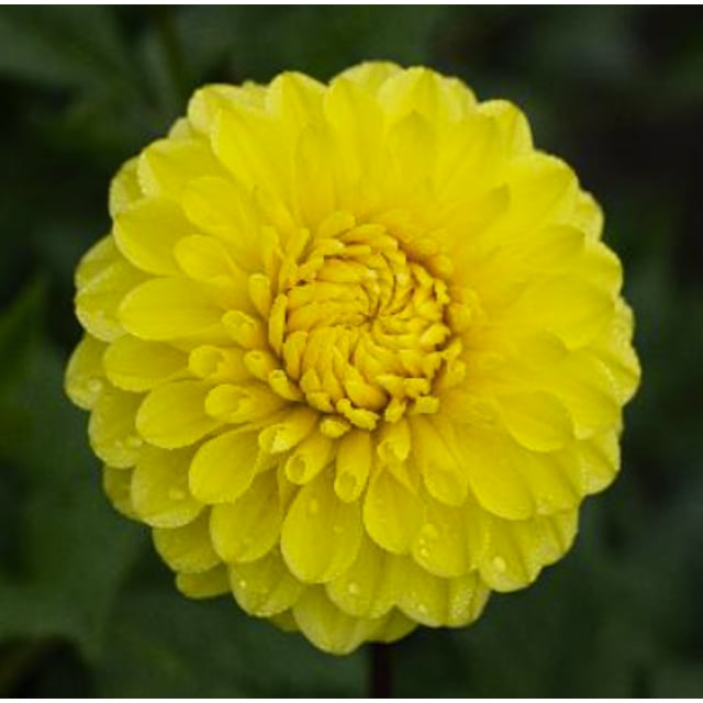 Yellow Stone