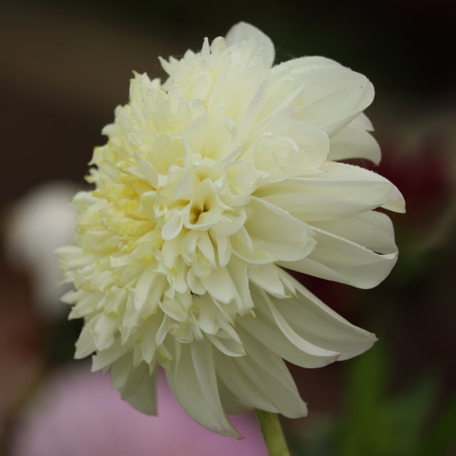 Zahra Dahlia Tuber