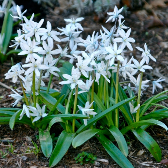 Picture of Rysk blåstjärna Vit 'Siberica Alba' (14st)