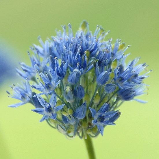 Bild på Azurlök 'Caeruleum' (17st)