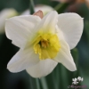 Picture of Papillon Blanc (5st)