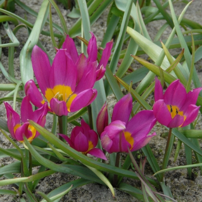 Picture of Humilis 'Eastern Star' (7st)