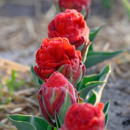 Picture of Ice Cream Strawberry (1st)