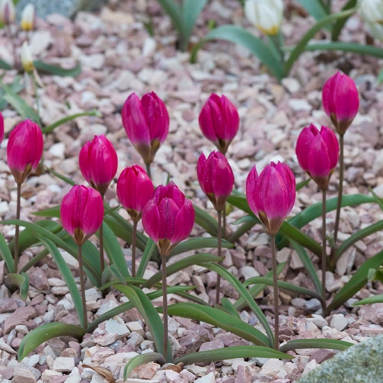 Bild på Humilis Violacea 'Black Base' (12st)