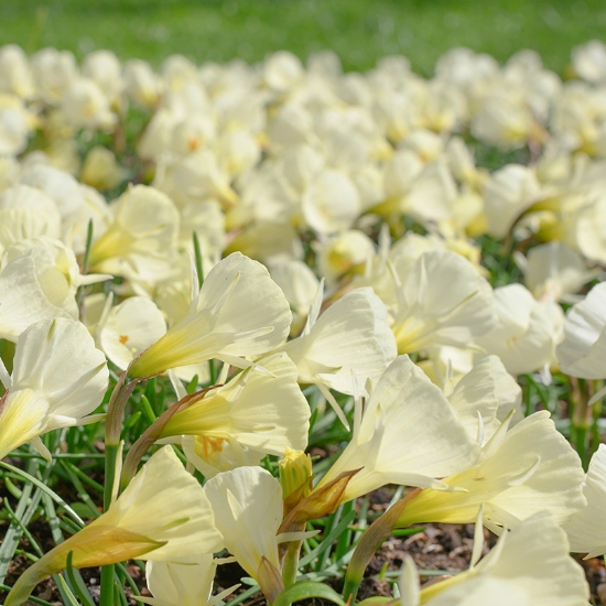 Bild på White Petticoat (7st)