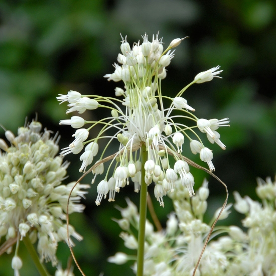 Picture of Carinatum Subsp. Pulchellum Album (4st)