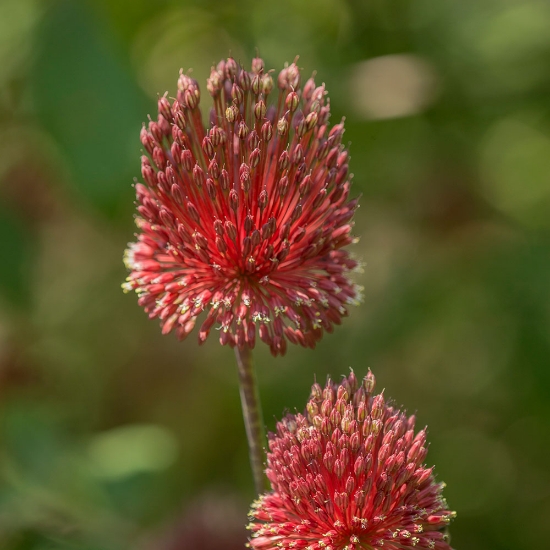 Picture of Ametistlök 'Red Mohican' (1st)