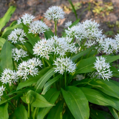 Bild på Ramslök 'Ursinum' (8st)