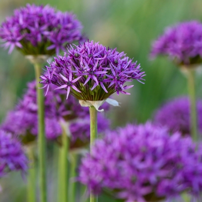 Bild på Skägglök 'Violet Beauty' (7st)