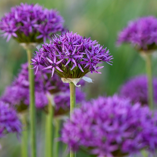 Picture of Skägglök 'Violet Beauty' (7st)