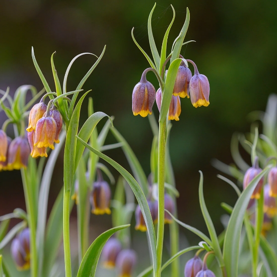 Bild på Grå Klocklilja 'Uva-Vulpis' (11st)