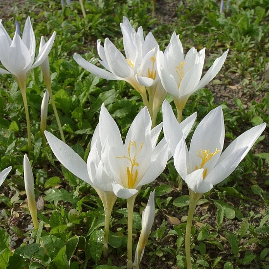 Bild på Höstkrokus Vit (10st)