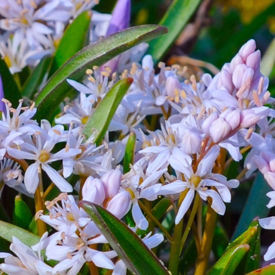 Bild på Bifolia Rosea (12st)