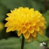 Picture of Royal Yellow