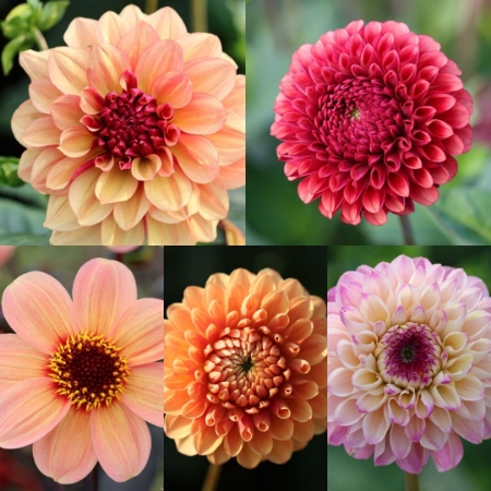 Picture for category Dahlia Collection