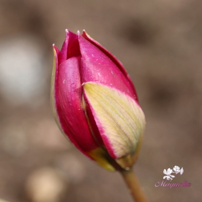 Picture of Humilis 'Persian Pearl' (8st)