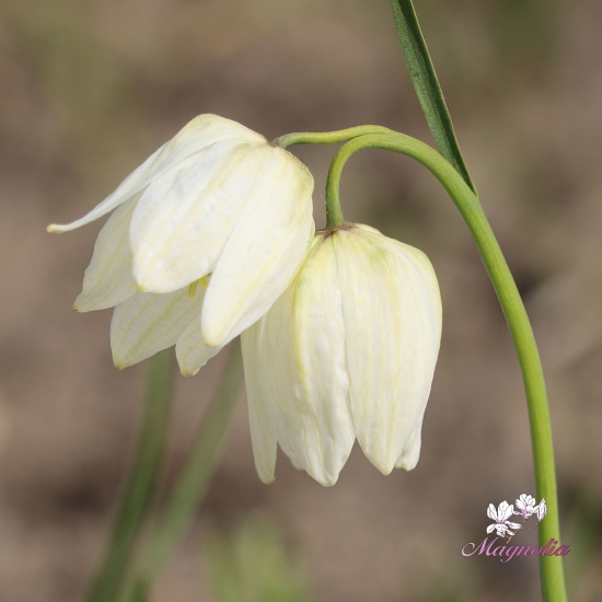 Picture of Kungsängslilja Vit 'Meleagris Alba' (8st)