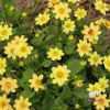 Picture of Topmix Yellow