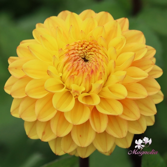 Picture of Royal Yellow