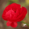 Picture of Ranunculus Asiaticus Red