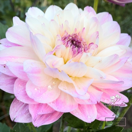 Picture of Tutu Ballerina Blomstrar