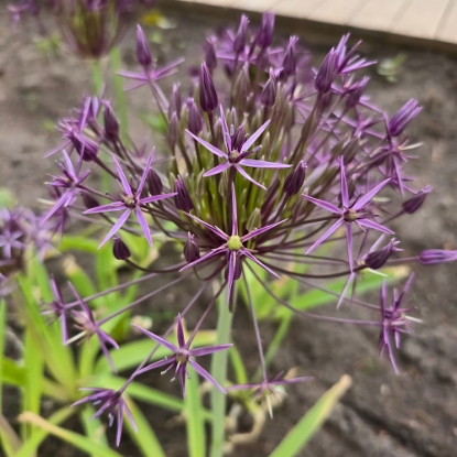 Picture of Stäpplök 'Cristophii albopilosum' (6st)