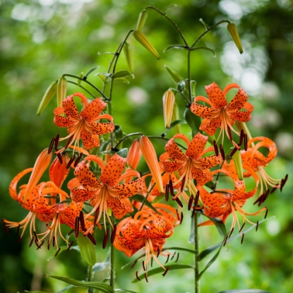 Bild på Tigerlilja (Lancifolium Splendens)