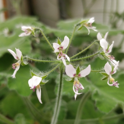 Bild på P. tomentosum